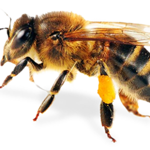 Včela s pylem