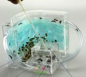 Ant house