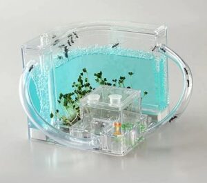 Ant house