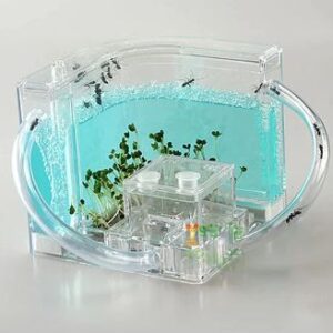 Ant house