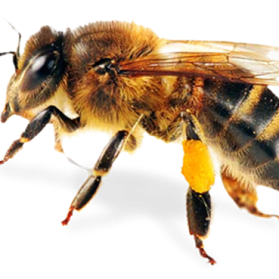 Včela s pylem